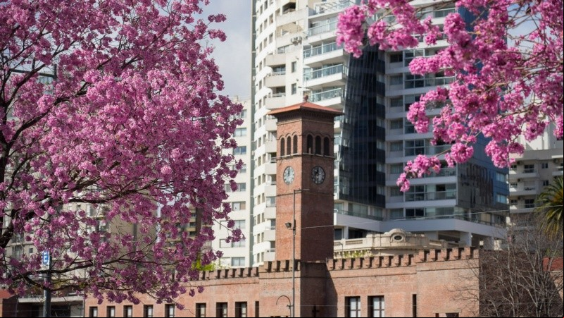La temporada de Lapachos florecidos embellecen cada rincón de la ciudad.