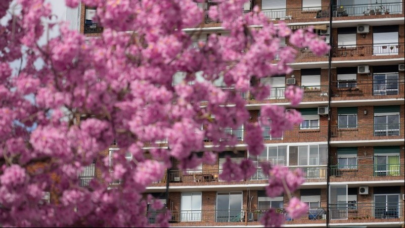 La temporada de Lapachos florecidos embellecen cada rincón de la ciudad.