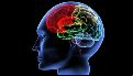 Estímulos negativos breves pueden generar patrones emocionales prolongados en el cerebro.